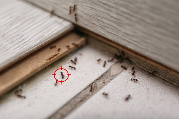 Best Best Pest Control Near Me  in Hartshorne, OK